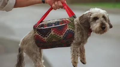 Породистые собаки в дар. Часть 32 | Породистые собаки в дар 🐶 | Дзен
