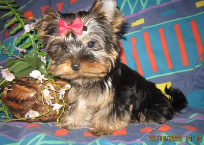 Veter baltiki mops dog