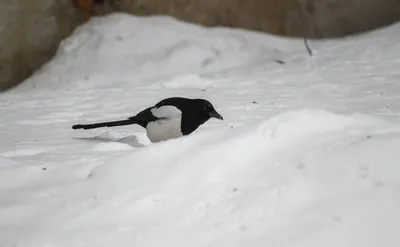 Сороки, гнездо и снег