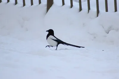 Знает сорока, где зиму зимовать | 30.01.2023 | Луга - БезФормата