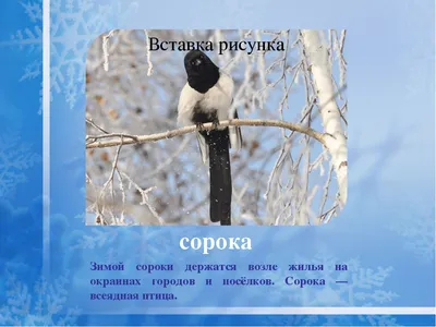 Кормушечное. Сороки