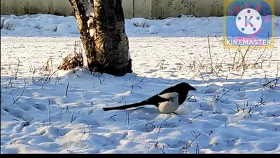 Сорока (Pica pica) Black-Billed Magpie - Врановые (Corvidae) -  Воробьеобразные Passeriformes - Классификатор птиц Таганрога и  Неклиновского района - Птицы Ростовской обл.В основе-Птицы  Таганрога/Некл.р-на