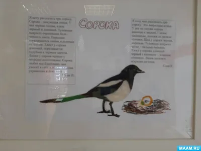 Сороки зимой (44 лучших фото)