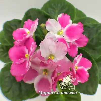 Фото сортовых фиалок. Лучшие розовые фиалки. | Фиалкомир - цветущий сад |  Дзен