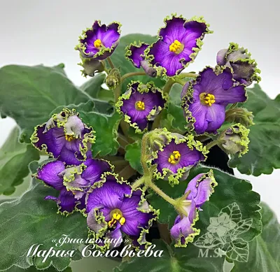 Фото сортовых фиалок. Лучшие синие фиалки. | Фиалкомир - цветущий сад | Дзен