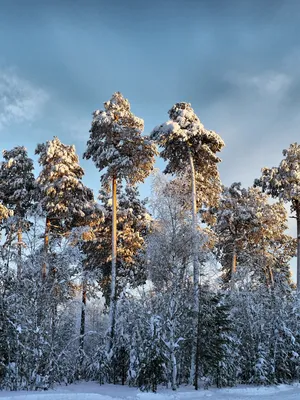 Фото сосны зимой фотографии