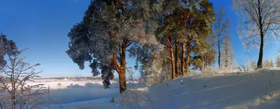 Сосна зимой - красивые фото