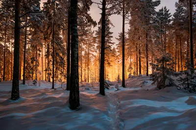 Стройняшки сосны... / Сосна — это очень красивое дерево с большими  пушистыми ветвями Особенно прекрасны сосновые леса Еще красивее эти чудные  деревья зимой, когда, чуть присыпанные серебристым снегом, стоят они на  белом