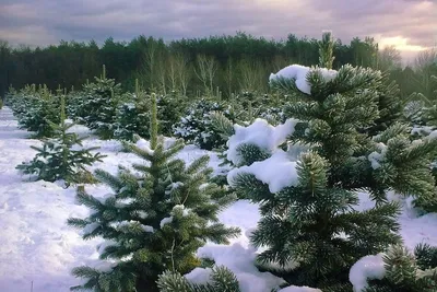 Скачать 1280x960 лес, сосны, зима, снег обои, картинки стандарт 4:3