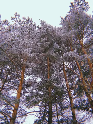 Рисунок зимняя сосна - 43 фото
