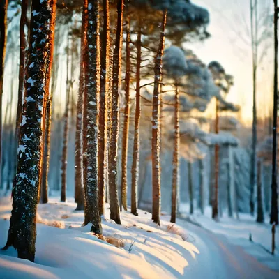 Сосны У Обрыва Зимой В Лесу — стоковые фотографии и другие картинки  Pinaceae - Pinaceae, Азия, Без людей - iStock