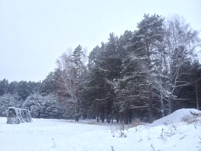 Сосна зимой (Много фото) - treepics.ru