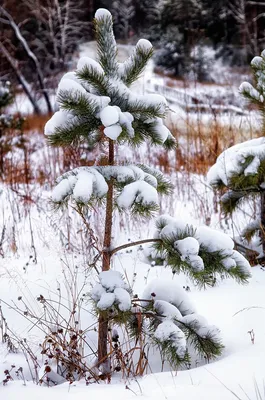 Зимой В Лесу Растет Сосна С Корнями Покрытыми Снегом Корневая Система Сосны  Поднимается Высоко — стоковые фотографии и другие картинки Без людей -  iStock