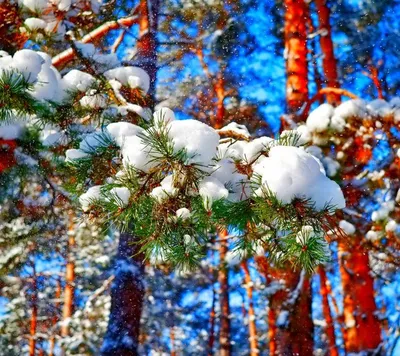 Сосны зимой» — создано в Шедевруме