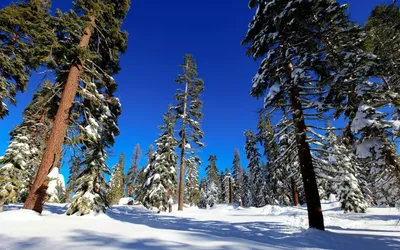 Заснеженные Сосны Зимой — стоковые фотографии и другие картинки Pinaceae -  Pinaceae, Без людей, Белый - iStock