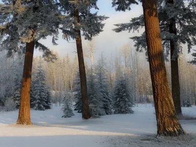 Заснеженные Сосны Зимой — стоковые фотографии и другие картинки Pinaceae -  Pinaceae, Без людей, Белый - iStock