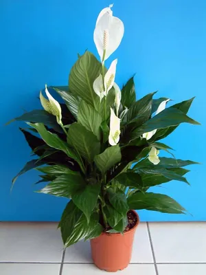 Цветок спатифиллум - уход , пересадка, сложности | Kamerplanten, Planten,  Plantendecor
