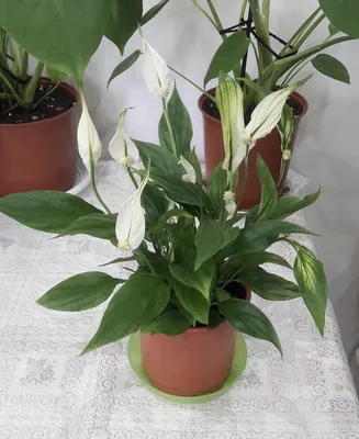 Спатифиллум Жемчужный Купидо | Спатифиллумы. Декоративноцветущие растения  для дома