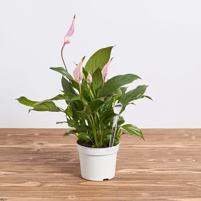 Коллекции растений ЦСБС СО РАН - Spathiphyllum wallisii Regel – Спатифиллум  Уоллиса