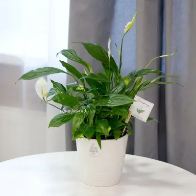 Комнатное растение Спатифиллум купить в Екатеринбурге