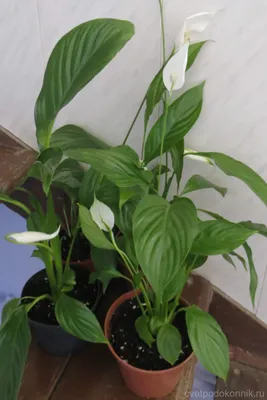 Спатифиллум / Spathiphyllum - «Красивое растение с необычным цветком. » |  отзывы