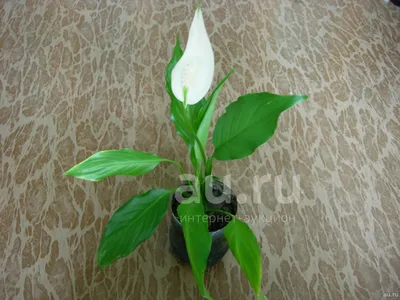 Спатифиллум Шопен ⌀9 25 см купить в Москве с доставкой | Магазин растений  Bloom Story (Блум Стори)