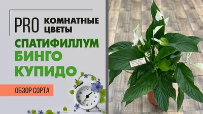 Holodilova Искусственный цветок Спатифиллум в горшке