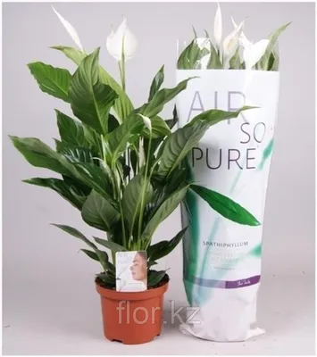 Цветок Спатифиллум 9х30 купить онлайн | заказать в магазине VARUS