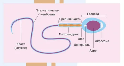 Сперматозоид: что это такое, строение сперматозоида, размер, скорость,  функции, созревание