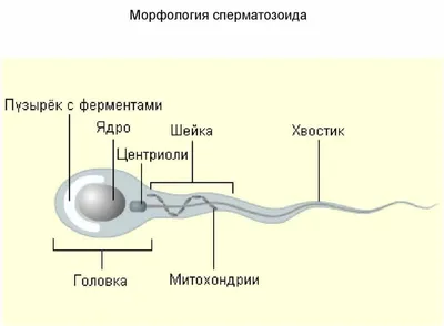 Сперматозоид: что это такое, строение сперматозоида, размер, как выглядит,  скорость, функции, созревание