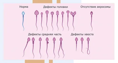 Описан белок, необходимый для проникновения сперматозоида в яйцеклетку