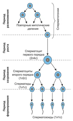 61 589 рез. по запросу «Сперматозоид» — изображения, стоковые фотографии,  трехмерные объекты и векторная графика | Shutterstock