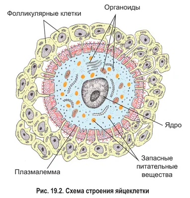 Через тернии к звездам