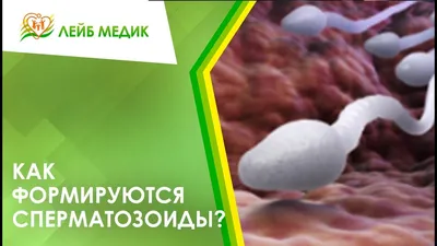 Сперматозоид: что это такое, строение сперматозоида, размер, скорость,  функции, созревание