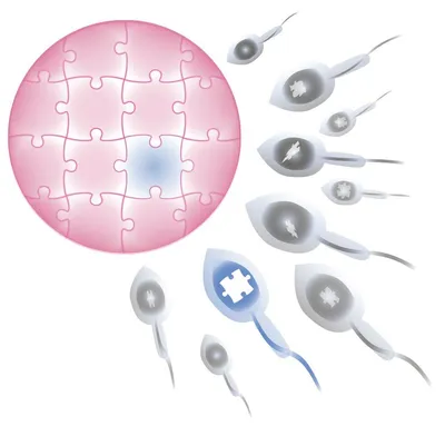 Центриолярные факторы и генетические дефекты структур сперматозоида,  предсказывающие беременность. | Игнатова Анастасия | Дзен