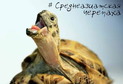 Среднеазиатская черепаха содержание и уход: фото-видео обзор