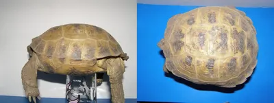 Testudo (Agrionemys) horsfieldii (Среднеазиатская черепаха) - Черепахи.ру