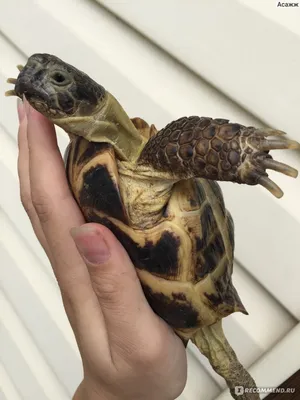 Testudo (Agrionemys) horsfieldii (Среднеазиатская черепаха) - Черепахи.ру