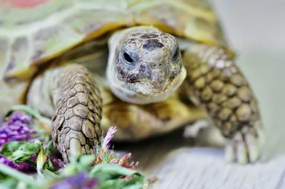 Среднеазиатская черепаха или степная черепаха - Testudo (Agrionemys)  horsfieldii - «Черепаха умерла от человеческой глупости и недосмотра.» |  отзывы