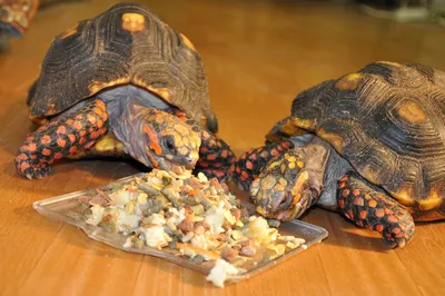 3 ИНТЕРЕСНЫХ ФАКТА О СРЕДНЕАЗИАТСКИХ ЧЕРЕПАХАХ 🐢Средняя продолжительность  жизни среднеазиатских черепах в.. | ВКонтакте