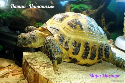 Средиземноморская черепаха | Красная книга? Не продаётся!