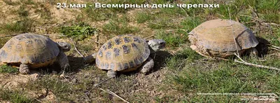 Среднеазиатская черепаха или степная черепаха - Testudo (Agrionemys)  horsfieldii - «Немного о содержании среднеазиатской сухопутной черепахи и о  своих черепашках.» | отзывы