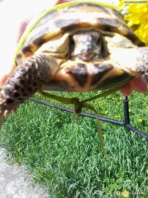 Среднеазиатская черепаха (Agrionemys horsfieldii)