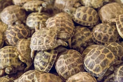 Среднеазиатская черепаха или степная черепаха - Testudo (Agrionemys)  horsfieldii - «Среднеазиатские черепахи самые неприхотливые из всех черепах  живущих в домашних условиях!» | отзывы