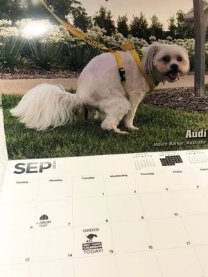 Самый странный календарь с собаками, продающийся на Гавайских островах (10  фото) » Триникси