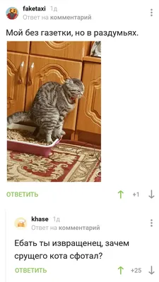 Срущие коты 2024 | ВКонтакте