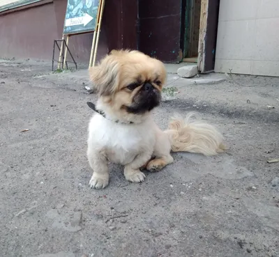 Собака породы пекинес найдена на Новокосинской улице, 13 к2, Москва |  Pet911.ru