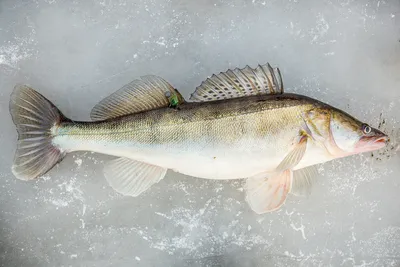 Дім рибалки - Ловля судака зимой🐟 Наживка для ловли судака зимой Наживки  для ловли судака зимой отличаются своим разнообразием, однако это вовсе не  означает, что судак клюет на все, что попало. Судак