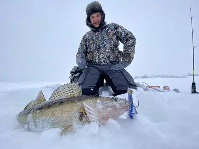 Ловля трофейного судака зимой на вибы, «тыркалку» и жерлицы – рыболовные  обзоры | Рыбак talnik