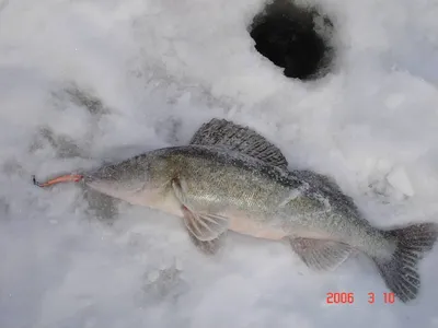 Ловля судака зимой - больше чем просто рыбалка